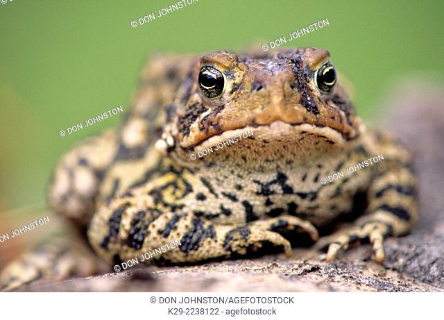 American toad (Bufo americanus), Greater Sudbury, Ontario, Canada
