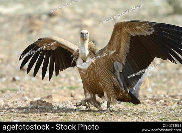 Griffon Vulture (Gyps fulvus) walking on the ground with wings spreaded, Pyrenees, Spain