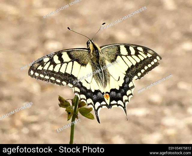 swallowtail butterfly in summer in Germany