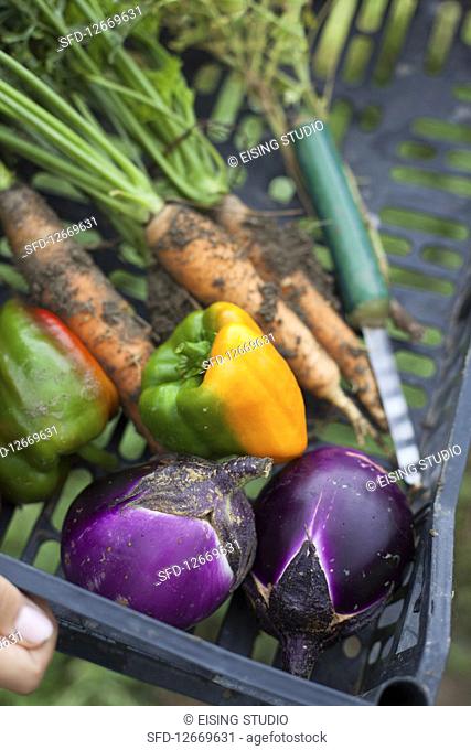Freshly harvested garden vegetables in crates