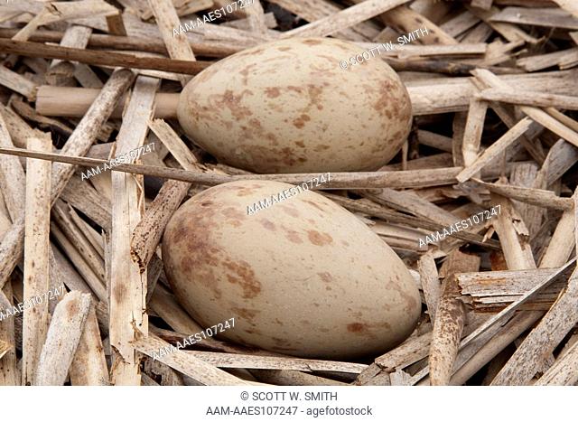 Sandhill Crane Eggs(Grus canadensis); two eggs well-camouflaged on cattail nest; Wetlands; Emmet County, MI
