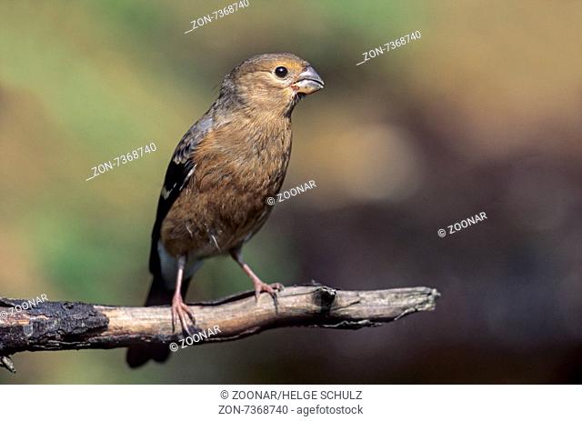 Bullfinch fledgling sits on a branch