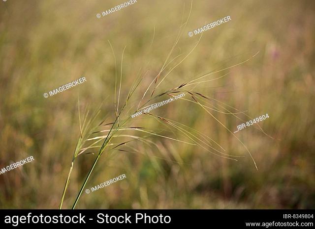 Hairy weed (Stipa capillata) at Grainberg Kalbenstein, Karlstadt drylands, Karlstadt, Main, Lower Franconia, Franconia, Bavaria, Germany, Europe