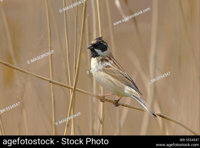 Pallas's Reed Bunting (Emberiza pallasi), adult male moulting into breeding plumage, perched on a reed stalk, Beidaihe, Hebei, China, Asia