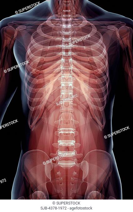 X-ray image showing the skeletal structure of the human thorax, rib cage and pelvis