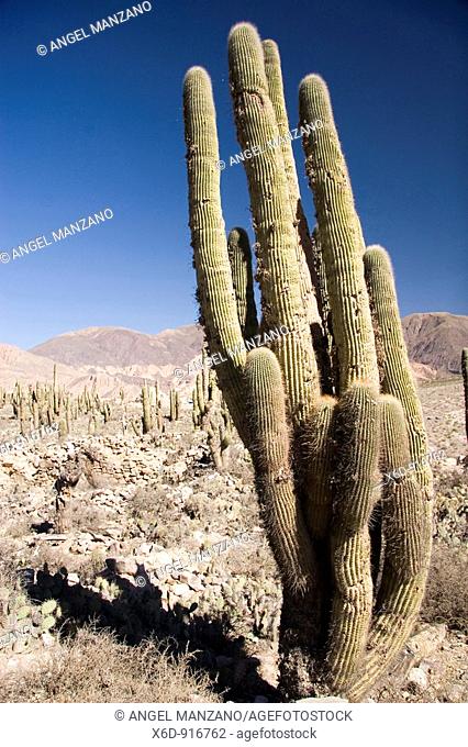 Cactus in Humahuaca gully, Jujuy, Argentine