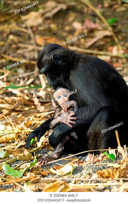 portrait of Ape Monkey Celebes with small baby Sulawesi crested black macaque, Takngkoko National park, Asia, Sulawesi, Indonesia