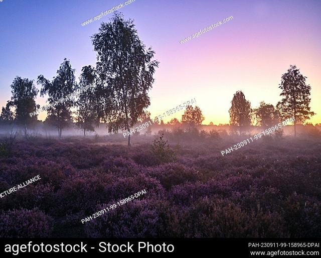 05 September 2023, Brandenburg, Reicherskreuz: In the early morning the heath blooms in the nature reserve of Reicherskreuzer Heide