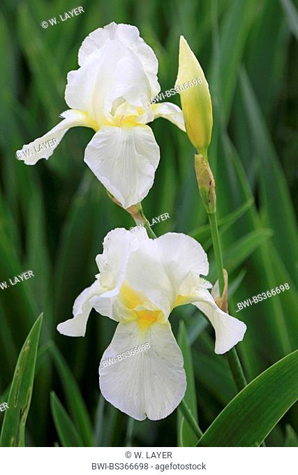 Garden iris, German iris, Bearded iris, Fleur-de-lis (Iris germanica), flowers