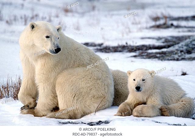 Polar Bears female with young Churchill Manitoba Canada Ursus maritimus Thalassarctos maritimus