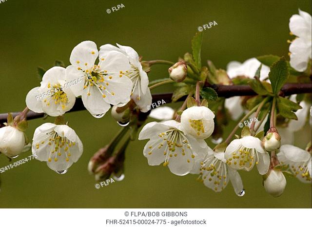 Wild Cherry Prunus avium close-up of flowers, after rain, England