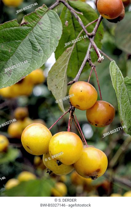 cherry plum, Myrobalan plum (Prunus cerasifera), fruits on a tree, Germany, Bavaria, Oberbayern, Upper Bavaria