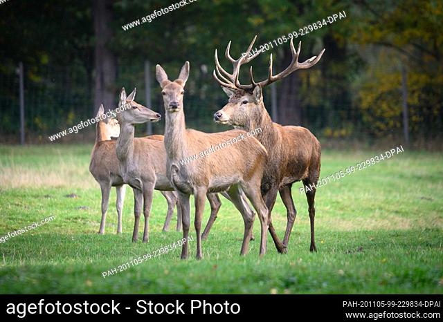 27 October 2020, Hamburg: A red deer (Cervus elaphus) stands between several stags on a meadow in the game reserve Klövensteen