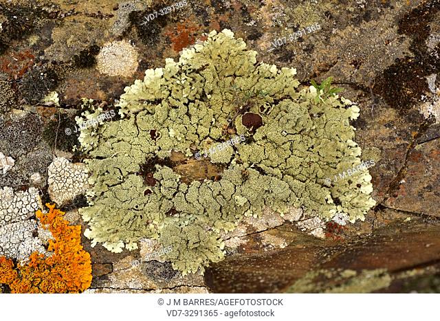 Xanthoparmelia tinctina or Parmelia tinctina is a foliose lichen that grows on siliceous rocks. This photo was taken in La Albera, Girona province, Catalonia