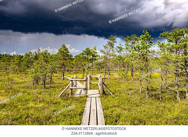 Kemeri Bog Trail, Kemeri National Park, Latvia, Baltic States, Europe