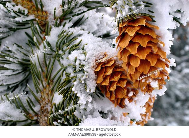 Fresh snow on Engleman spruce cones and needles