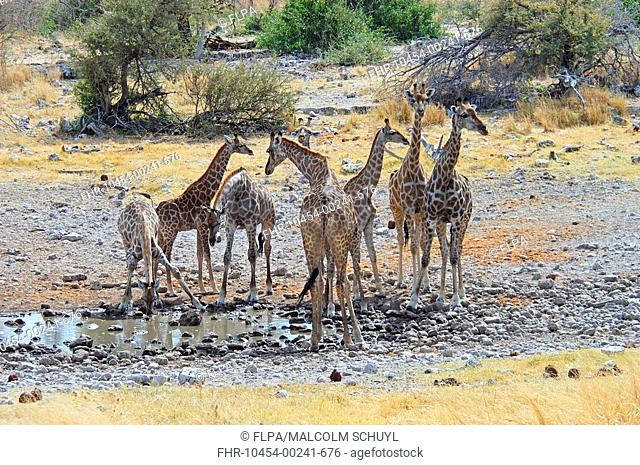 Giraffe Giraffa camelopardalis group of young drinking, waterhole drying up, Etosha N P , Namibi