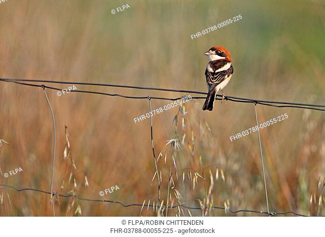 Woodchat Shrike Lanius senator adult male, perched on wire fence in steppe, La Serena, Badajoz, Extremadura, Spain, march