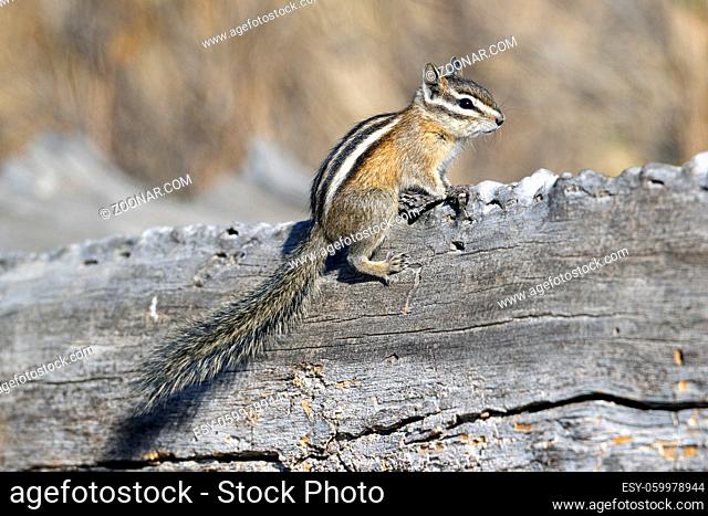A chipmunk sits on top of a fallen log at turnbull wildlife refuge in Cheney, Washington