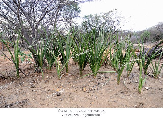 Sansevieria erythraea is a perennial plant native to eastern Africa. Angiosperms. Asparagceae. Omo Valley, Ethiopia