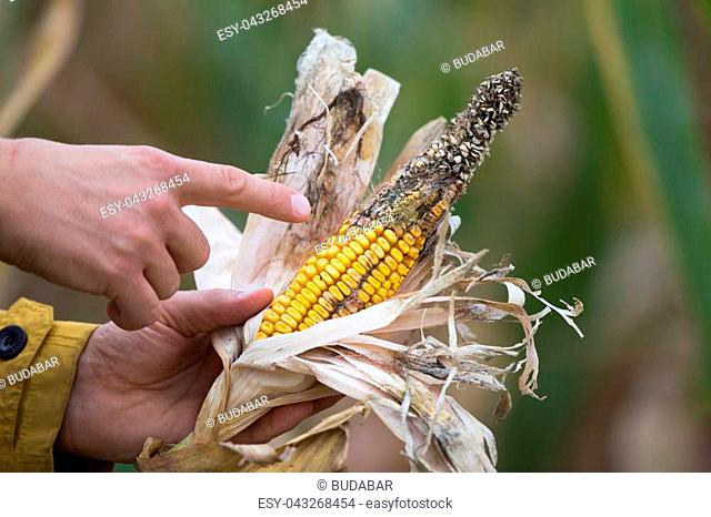 Farmer holding corn cob with disease in field. Bad climate influence on crops