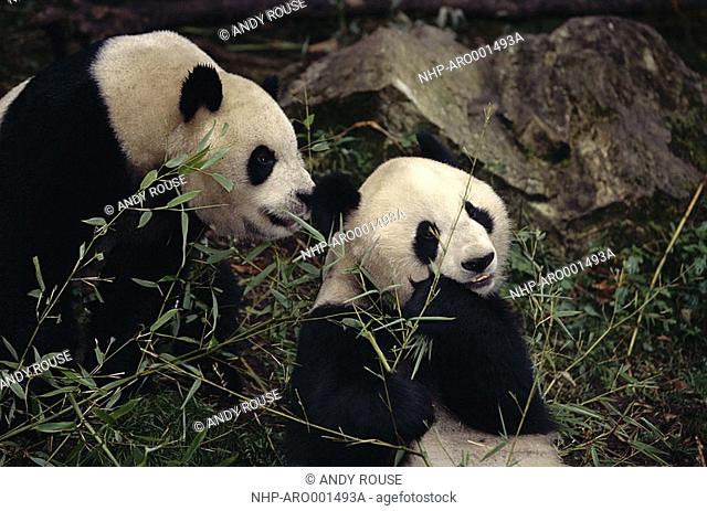 GIANT PANDAS Ailuropoda melanoleuca eating Umbrella Bamboo Wolong Reserve, China