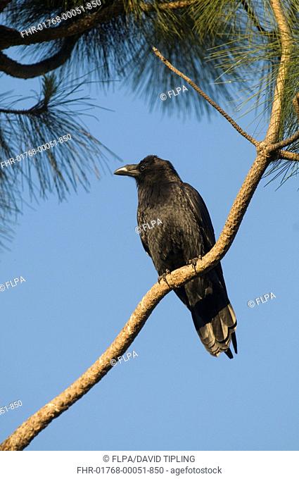 American Crow Corvus brachyrhynchos adult, perched on conifer branch, San Diego, California, U S A , april