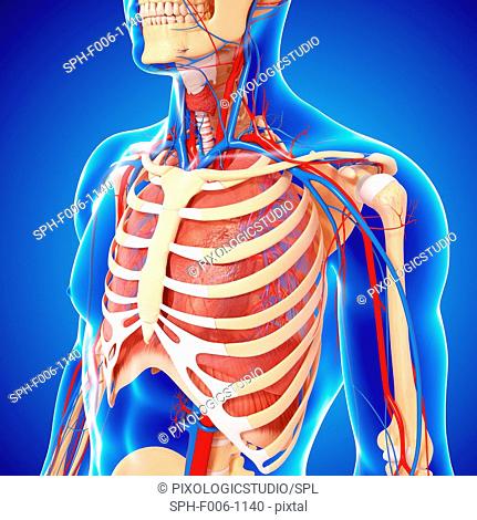 Upper body anatomy, computer artwork