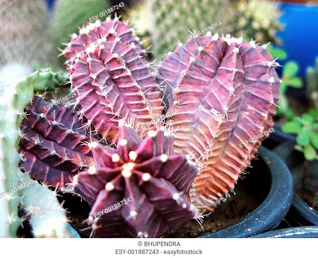 Purple Cactus Plant