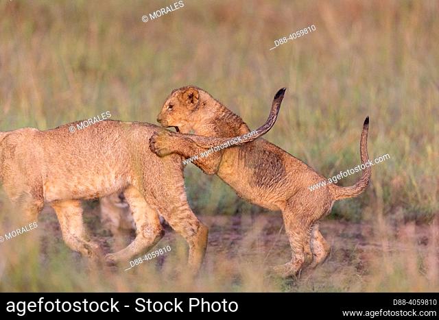 Africa, East Africa, Kenya, Masai Mara National Reserve, National Park, Babies lion (Panthera leo), in savanna