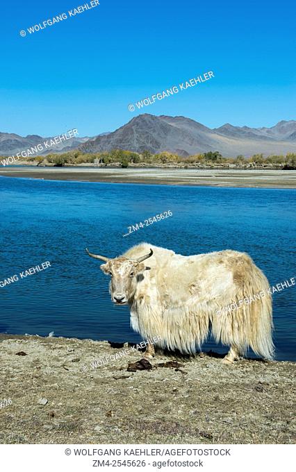 A white yak along the Hovd River near the city of Ulgii (Ölgii) in the Bayan-Ulgii Province in western Mongolia
