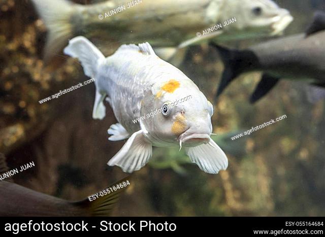 Albino European carp or Cyprinus carpio, a species of freshwater fish