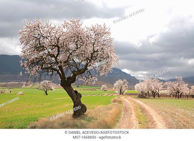 Old almond tree in blossom, Biosfera reserve, Leza valley, Rioja wine region, Spain