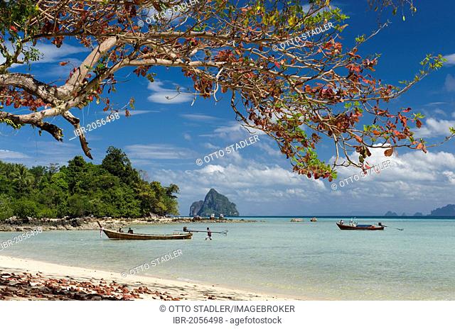 Longtail boats, tree with red leaves on a sandy beach, Koh Kradan island, Trang province, Thailand, Southeast Asia, Asia