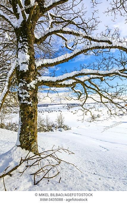 Trees in a snow-covered landscape. Urbasa-Andia Natural Park. Navarre, Spain, Europe