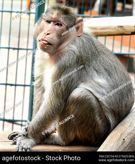 30 June 2023, Saxony, Eilenburg: The 31-year-old hat monkey Bino sits in his age-appropriate enclosure at Eilenburg Zoo. Bino