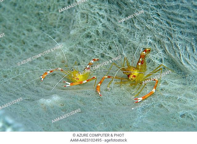 Golden Coral Shrimp (Stenopus scutellatus) Roatan, Honduras