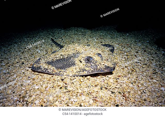 Madeiran ray (Raja maderensis), Atlantic Ocean, Selvagens Islands, Portugal