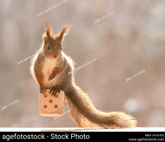 red squirrel is standing on an big dice with number five