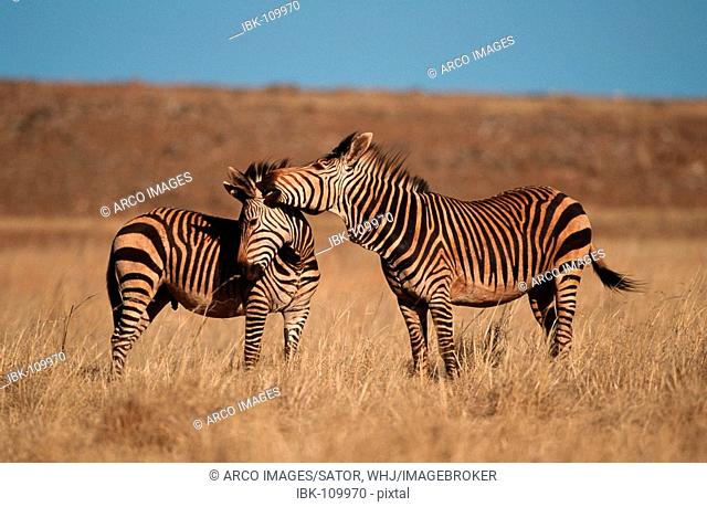 Cape Mountain Zebras, grooming, Gauteng Province, South Africa / (Equus zebra zebra)