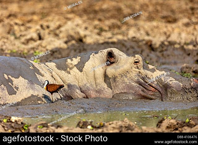 Africa, Zambia, South Luangwa natioinal Park, Luangwa river, common Hippo (Hippopotamus amphibius), in a backwater