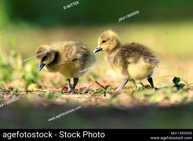 Greylag goose (Anser anser) chick in a meadow, Germany