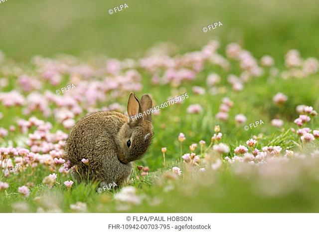 European Rabbit (Oryctolagus cuniculus) young, grooming amongst Thrift (Armeria maritima) flowers, Scotland, June