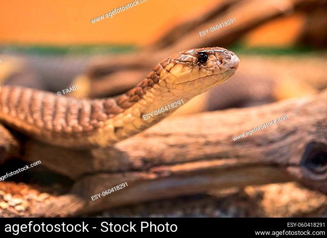 the snouted cobra (Naja annulifera), also called the banded Egyptian cobra, is a species of cobra found in Southern Africa