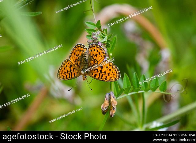 PRODUCTION - 06 June 2023, Baden-Württemberg, Schelklingen: A silver-spotted mother-of-pearl butterfly sits on a plant in a large green area