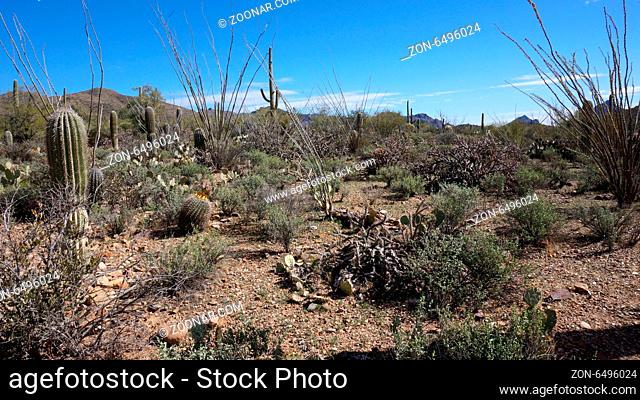 The Arizona-Sonora Desert Museum is a 98-acre (40 ha) zoo, aquarium, botanical garden, natural history museum, publisher, and art gallery founded in 1952