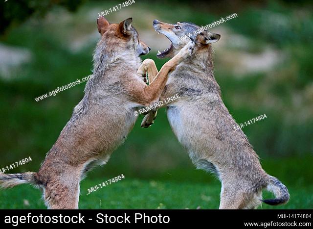 Wolves, Canis lupus, two wolves fighting