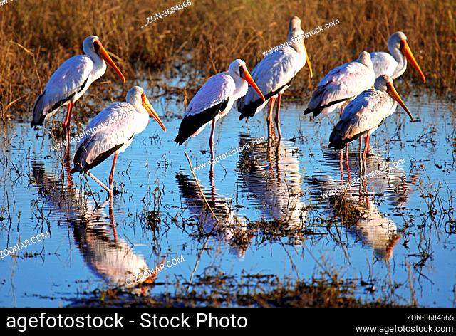 Nimmersatt im Chobe-Fluss, yellow-billed stork, Mycteria ibis, Botswana, Botsuana