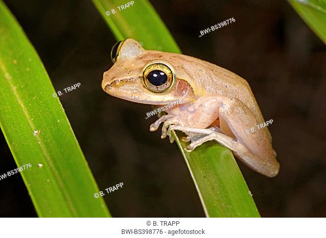 Dumeril's Bright-eyed Frog (Boophis tephraeomystax, Polypedates tephraeomystax), sits on a leaf, Madagascar, Nosy Faly, Isla Faly