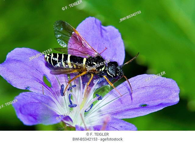Sawfly (Megalodontes spec.), sitting on a violet flower, Germany